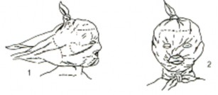 Hình Băng mặt 2 3 Băng đỉnh đầu Gấp hẹp khăn lại nếp rộng độ hai ngón tay 10