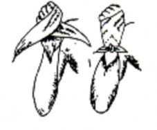 Hình Băng kín bàn tay Băng lòng bàn tay Gấp khăn tam giác thành dải từ lòng bàn 11