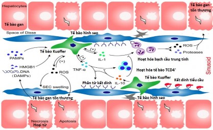 Hình 1 2 Vai trò của tế bào Kuffer và đáp ứng miễn dịch trong tổn thương gan 56 2
