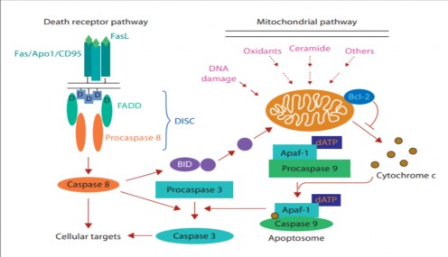 Hình 1 3 Quá trình chết theo chu trình của tế bào gan 19 Vai trò của các cytokin 19 1