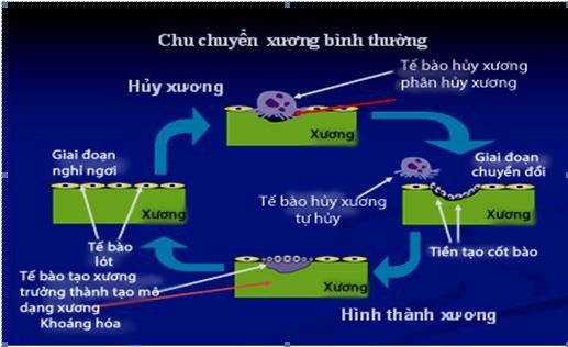 Hình 1 1 Chu chuyển xương Nguồn Nucleus Medical Art www nucleusinc com Aug 2016 1 1 4 2 Vai 1