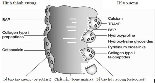 Hình 1 2 Các chất chỉ dấu hình thành xương và hủy xương Nguồn Arq Bras 2