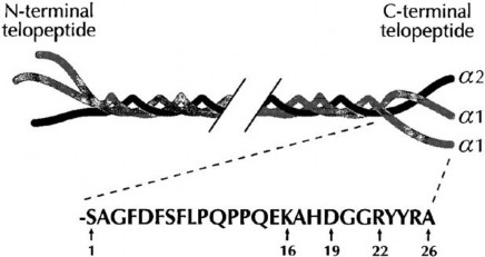 Hình 1 3 Collagen loại I bao gồm hai sợi α1 và α2 Nguồn Fledelius C et al J Biol Chem 1
