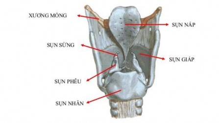 Hình 1 1 Sụn thanh quản 16 Tất cả sụn này trừ sụn phễu đều được củng 1