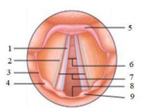 Hình 1 3 Thanh quản 19 1 Dây thanh 6 Thanh môn 2 Nếp thanh thất 7 Thanh thất 3 Nếp 2