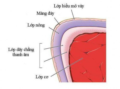 Hình 1 4 Cấu trúc vi thể của dây thanh 27 Theo giả thuyết thân vỏ của Hirano về 3