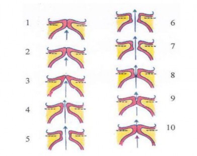 Hình 1 5 Chu kỳ rung động của dây thanh 27 1 2 3 3 Chức năng bảo vệ Thanh quản 4