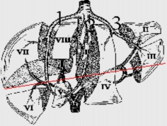 Hình 1 4 Lớp cắt ngang qua nhánh trái và nhánh phải của TMC Phía trên là HPT II IVa 4