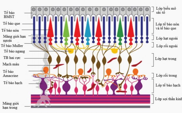 Hình 1 1 Giải phẫu các lớp võng mạc Nguồn ảnh Lorber và cộng sự 2016 30 Võng 1