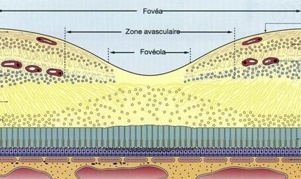 Hình 1 2 Sơ đồ cắt ngang vùng hoàng điểm Nguồn ảnh www researchgate net 1 1 3 2
