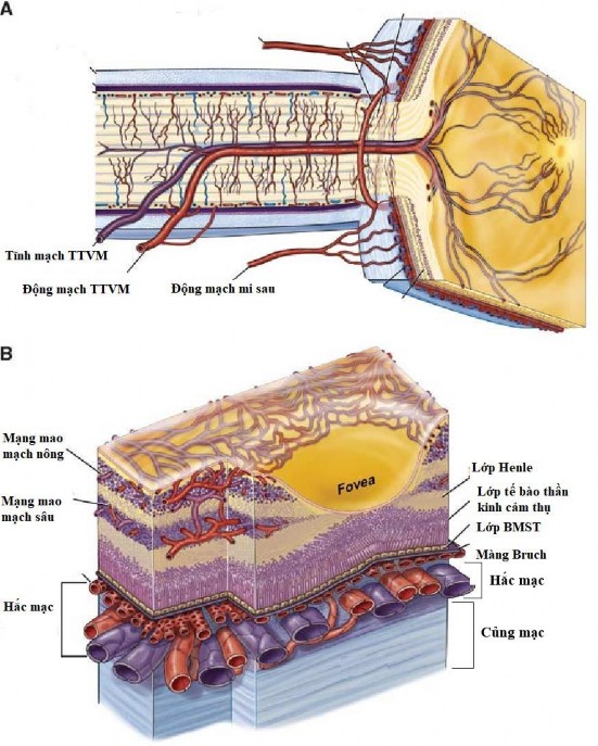 Hình 1 3 Sơ đồ mạch máu võng mạc Nguồn ảnh Lorber và cộng sự 2016 30 1 1 3 1 3