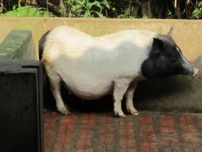 Lợn nái Hương Lợn đực Hương Theo Tạ Thị Bích Duyên và cs 2013 lợn Hương có 1