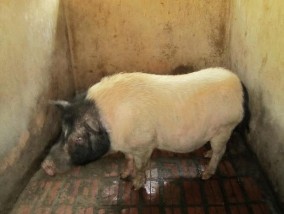 Lợn nái Hương Lợn đực Hương Theo Tạ Thị Bích Duyên và cs 2013 lợn Hương có 2