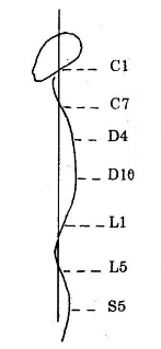 cứ vào đường cong sinh lý của cột sống để chia hệ cột sống thành 9 vùng 1