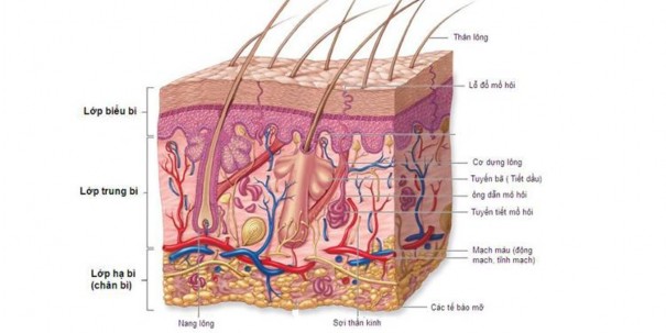 Hình 2 1 Cấu tạo của da Nguyễn Như Hiền và Chu Văn Mẫn 2002 2 1 1 Lớp thượng 1