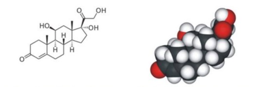 A B Hình 2 2 Cấu trúc của corticoid Theo Maria J Torres and Gabriela Canto 2010 A Cấu trúc 1
