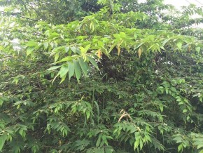 Hình 2 3 Cây Trứng cá 2 3 2 Mô tả cây Trứng cá Cây Trứng cá là loại cây thân 3