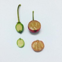 Hình 2 4 Quả non và quả chín cây Trứng cá 2 3 2 Phân loại cây Trứng cá Trứng 4