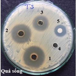 Hình 4 7 Khả năng ức chế vi khuẩn P acnes của cao chiết ethanol các bộ phân cây 10