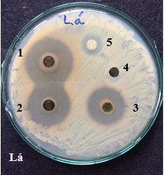 Hình 4 7 Khả năng ức chế vi khuẩn P acnes của cao chiết ethanol các bộ phân cây 11