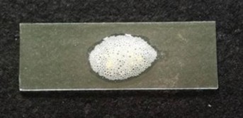 Hình 4 3 Thử nghiệm catalase trên dòng vi khuẩn phân lập Dòng vi khuẩn 134N được 4