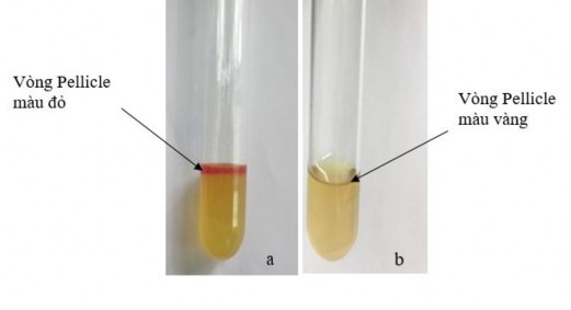 Hình 4 4 Kiểm tra khả năng sinh indol trên dòng vi khuẩn a Dòng vi khuẩn 134N tạo 5