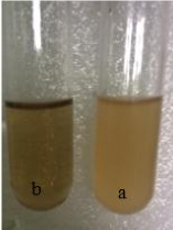 Hình 4 5 Kiểm tra khả năng phản nitrat hóa trên dòng vi khuẩn phân lập a Dòng vi 6