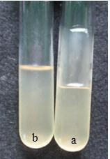 Hình 4 6 Kiểm tra khả năng làm dịch hóa gelatin trên dòng vi khuẩn 134N a Dòng vi 7