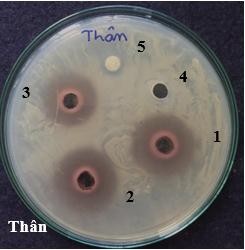 Hình 4 7 Khả năng ức chế vi khuẩn P acnes của cao chiết ethanol các bộ phân cây 8