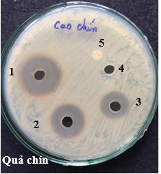 Hình 4 7 Khả năng ức chế vi khuẩn P acnes của cao chiết ethanol các bộ phân cây 9