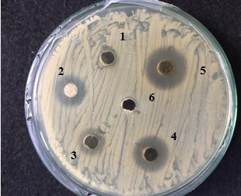 Hình 4 9 Giá trị MIC của cao chiết lá Trứng cá ức chế vi khuẩn P acnes Ghi chú 1 1