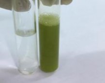 Bảng 4 5 Kết quả định tính một số hợp chất trong dịch chiết ethanol của lá 2