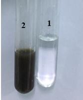 Ghi chú kết quả dương tính 1 mẫu thử 2 mẫu chứng 4 2 THẢO LUẬN 4 2 1 Chiết 4