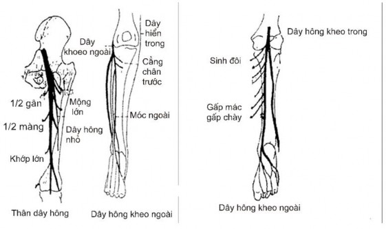 Hình 1 Dây thần kinh tọa Đường đi và phân nhánh 2 DỊCH TỄ HỌC Bệnh thường 1