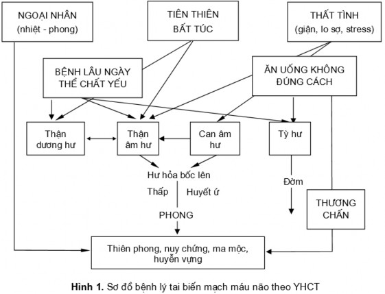 3 BỆNH CẢNH LÂM SÀNG VÀ CHẨN ĐOÁN 3 1 Theo y học hiện đại 3 1 1 Chảy máu não 1