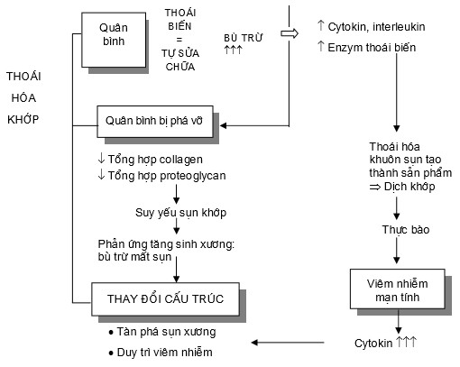 Hình 1 Quá trình viêm tổ chức cận khớp Vai trò của interleukin I trong thoái hóa 1
