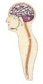 3 4 4 Tư thế dồn máu lên đầu 3 4 4 Người ta đứng thẳng trên hai chân máu 4