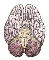 3 4 4 Người ta đứng thẳng trên hai chân máu thường dồn xuống phía dưới nên 5