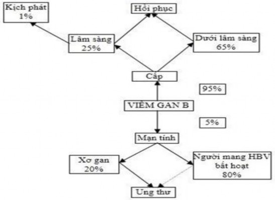 Sơ đồ 1 1 Sơ đồ tác hại của nhiễm HBV và bệnh VGB 60 1 3 1 2 Định nghĩa 1