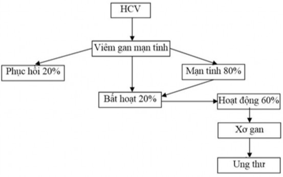 Sơ đồ 1 2 Sơ đồ tác hại của nhiễm HCV và bệnh VGC 40 1 3 2 2 Định nghĩa 2