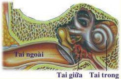 1 1 2 Chức năng sinh lý Tai có các chức năng chính Dẫn truyền âm thanh Cơ chế 1