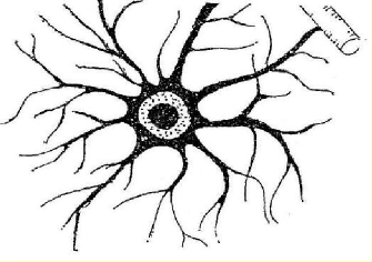 Hình 43 2 Tế bào thần kinh đệm Thần kinh đệm tạo nên một nữa thể tích 1
