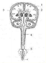 Hình 43 3 Hệ thống màng não 1 Xương sọ 2 Màng cứng 3 Màng nhện 4 Ống tủy 5 2