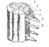 Hình 43 4 Tủy sống 1 Sừng trước chất xám tủy sống 2 Ống tủy 3 Sừng sau 3