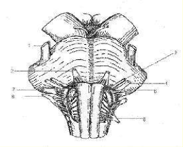 Hình 43 5 Hành cầu não 1 Dây thần kinh V 2 Dây thần kinh VI 3 Dây thần kinh VII 4 1
