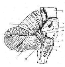 Hình 43 6 Tiểu não 1 Trung não 2 Dây thần kinh V 3 Dây thần kinh VIII 4 Dây thần kinh 2