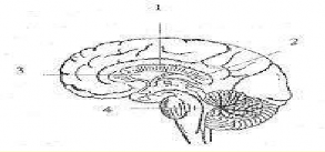 Hình 43 7 Hệ thống não thất 1 Thể trai 2 Não thất III 3 Não thất bên 4 Não thất 1