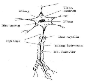 Hình 43 9 Tế bào thần kinh 1 2 Các nhánh Nhánh là những phần kéo dài của nguyên 1