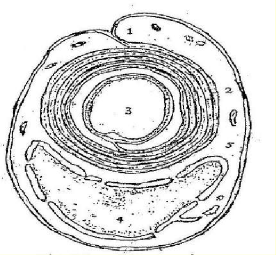 Hình 43 10 Sơ đồ cấu tạo của sợi thần kinh có myelin 1 Mesaxon 2 Myelin 3 Axon 4 2