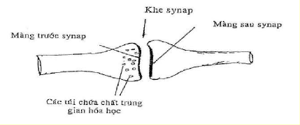 Hình 43 11 Cấu trúc synap 2 2 Đặc tính của dây thần kinh Các sợi thần kinh đều 3